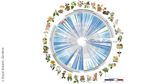 Abstammungslinien der Blütenpflanzen als Kreis dargestellt, mit verschiedenen sich überschneidenden Abstammungslinien